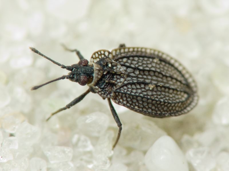 Acalypta marginata (Wolff, 1804)